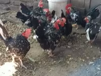 Chickens — รูปภาพ 1