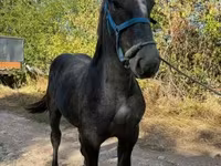 Stute, Percheron — Foto 2