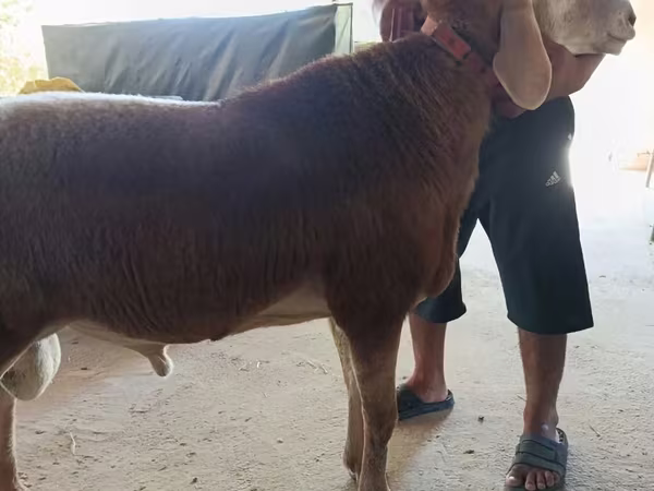 قوچ, Arashan sheep
