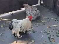 Pekin bantam — foto 6