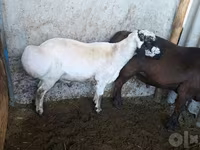 Ovan, Baerchuke sheep — fotografija 1