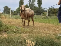 قوچ, Rhon sheep — عکس 6