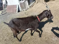 Billy Goat, Goats — photo 3