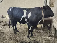 مویشی (گروپ، جنس مذکور نہیں), Russian Black pied cattle — تصویر 1