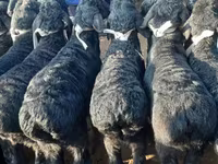 Montone, Hissar sheep — foto 6