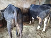 Banteng, Cattle — foto 1