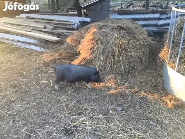 Nguruwe dume, Вьетнамская вислобрюхая