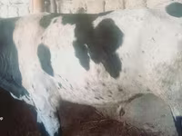 Bydło (partia, płeć nieokreślona), Russian Black pied cattle — zdjęcie 1