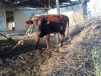 گاو نر, گاو — عکس 3