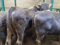 گاو نر, Swiss cattle — عکس 2