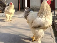 براهما — عکس 4