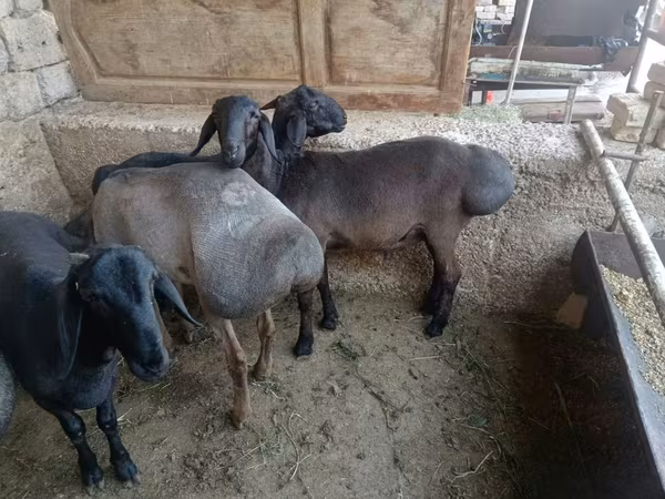 Ram, Rhon sheep — Uzbekistan