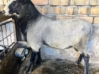 Beran, Romanov sheep — foto 3