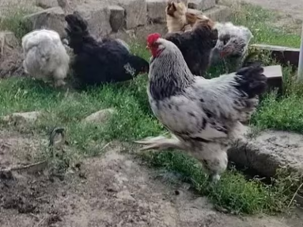 Brahma