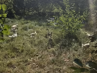 Geese — รูปภาพ 2