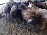 كبش, الأغنام — الصورة 2