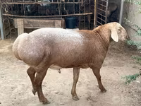 公羊, Sheep — 照片 6