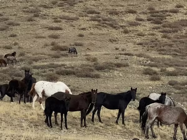 Horse (M), Horses