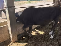 Mucca, Bovini — foto 6