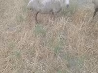 Domba betina, Sheep — foto 3