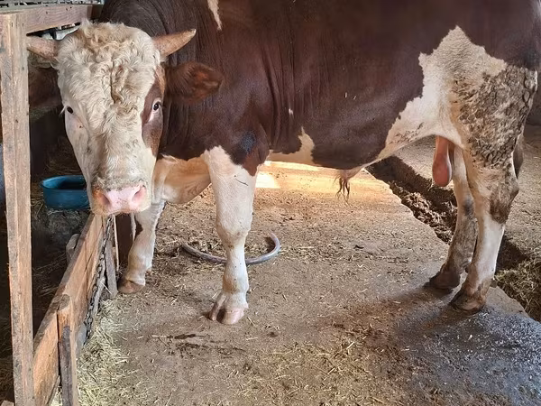 Dibi, Simmental cattle