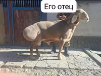 مینڈھا, Arashan sheep — تصویر 3