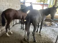 Kuda jantan, Horses — foto 1