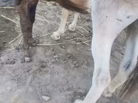 اسب (گروه، جنسیت مشخص نشده), اسب — عکس 1