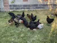 Chickens — picha 3