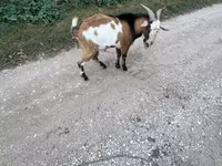 Billy Goat, Goats — photo 4