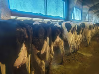 Vacă, Rasa Holstein — foto 4