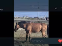 ม้าตัวเมีย, Mugalzhar horse — รูปภาพ 5
