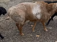 Kambing jantan, Sheep — foto 6