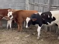 Toro, Simmental cattle — foto 2