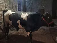 Býk, Simmental cattle — foto 1
