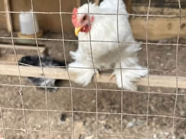 Chickens