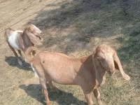 Ri’ dhaddig, Nubian Goat — sawirka 1