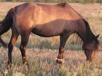 مادیان, Mugalzhar horse — عکس 2