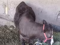 Bò cái, Gia súc — ảnh 4