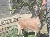 Capra, Alpine goat — foto 1