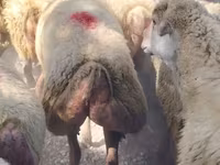 Kambing jantan, Sheep — foto 3