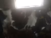 گاو ماده, گاو — عکس 1