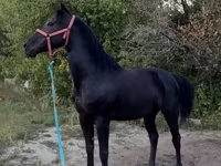 Caballo, Caballos — foto 2