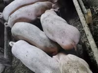 Babi (lot, jantina tidak dinyatakan), Дюрок — foto 3