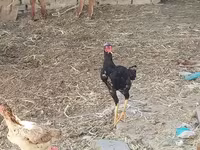 Chickens — รูปภาพ 2
