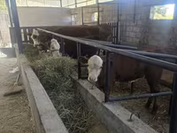 Krava, Simmental cattle — fotografija 4