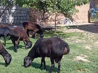 قوچ, Rhon sheep — عکس 2
