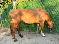 Faras dhaddig, Horses — sawirka 1