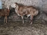 Kambing jantan, Sheep — foto 4