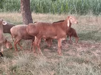 Montone, Arashan sheep — foto 2